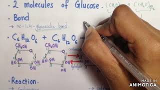 How is Glycosidic Bond Formed in Maltose Disaccharides12 Carbohydrates STPM Biology Term 1 [upl. by Enilrac]