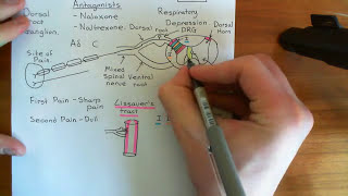 The Opioid Receptors Part 10 [upl. by Aisyat676]