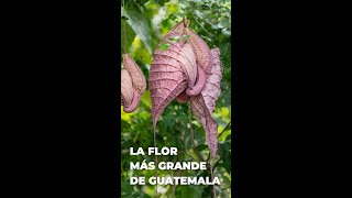 Aristolochia grandiflora  La flor más grande de Guatemala [upl. by Nino]