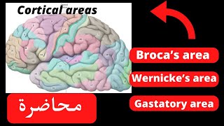 Functional corticalamp association areas of the cerebral cortex neuroanatomy [upl. by Refinney532]