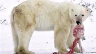 VIDEO VIRAL DE OSO ACARICIANDO A PERRO TERMINO FATAL [upl. by Asenav167]