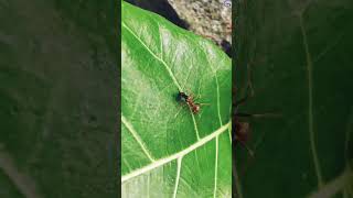 Ant VS Baby Leaffooted Bug shorts [upl. by Noivaz]