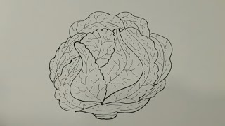 How to draw cabbage Easy drawing [upl. by Laynad]