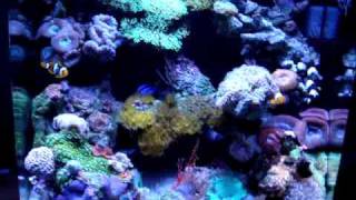 24 Gallon Nano Cube Video 2 [upl. by Helena]