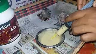 hand feeding cockatiel chicks [upl. by Nonnair]