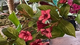 How to Prune Weigela for Maximum Bloom and Growth [upl. by Donaldson]