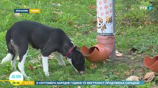 Postavljene pojilice i hranilice za životinje po parkovima u Zrenjaninu [upl. by Judd]