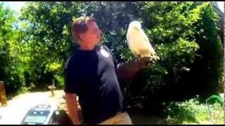 Albino Redtailed Hawk Interview With Bill Voelker at SIA [upl. by Blanc]