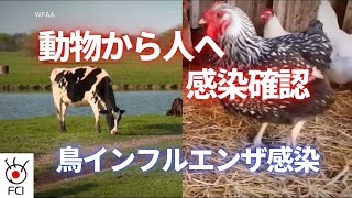 鳥インフルエンザ感染 動物から人への感染確認 [upl. by Ravi]