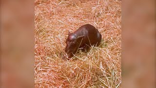 No Comment  Haggis le bébé hippopotame pygmée qui fait craquer le zoo dÉdimbourg [upl. by Mackey]