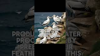 FACT ABOUT WATER BIRDS [upl. by Jocko]