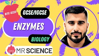 Enzymes  Lock and Key theory  Induced fit  Bitesized  GCSE  IGCSE Biology  Mr Science in 8K [upl. by Alahc]