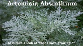 Wormwood  Artemisia absinthium  You wont believe it with your own eyes [upl. by Eimaral44]