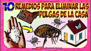 Como Eliminar las Pulgas de Casa  10 Remedios para Eliminar Matar las Pulgas de la Casa🐱🐶🏡 [upl. by Natlus211]