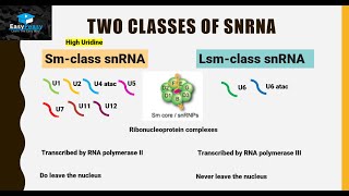 Small nuclear RNA snRNA  Spliceosome Pathway [upl. by Alimaj]