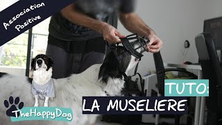 Pour petit ou grand chien jeune ou vieux comment associer la muselière à une émotion positive [upl. by Anyzratak]