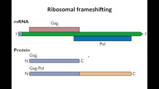 Virology 2013 Lecture 10  Translation [upl. by Wandie]