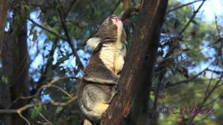 A Wild Male Koala Bellows by Christina Zdenek [upl. by Dorey]