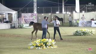 N 30 MORGANAT AL RAHAN Iksal Arabian Horse Show Futurity Fillys 2024 A Class 3 [upl. by Arehs149]