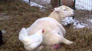 Katahdin Sheep Lambing [upl. by Nnaassilem]