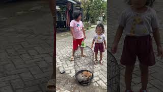 Berantem lucu ngeshortsbareng shortvideo funny kucing [upl. by Jacquelynn]