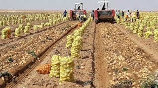 How To Harvest Potato  Potato Cultivation and Farming Technique Step By Step Harvesting Potato [upl. by Neidhardt]