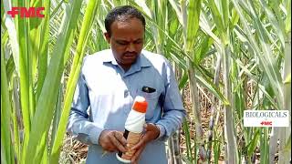 FMC Petra® Bio Solution In Sugarcane  Happy Farmer FMC FMCIndia Petra Biosolution [upl. by Lexie]