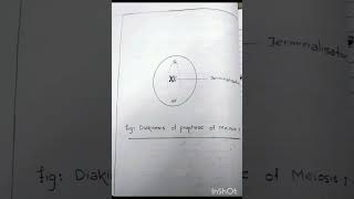 Diakinesis of Prophase I of Meiosis I  Cytological Slide Practical for BSc MSc Zoology [upl. by Avevoneg]