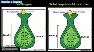 Tingkatan 1 Sains Bab 4 7 Proses Persenyawaan中文讲解 [upl. by Barolet]