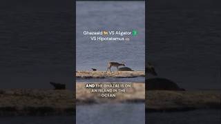 The Ultimate Animal Showdown Ghazaal vs Alligator vs Hippopotamus [upl. by Akissej]