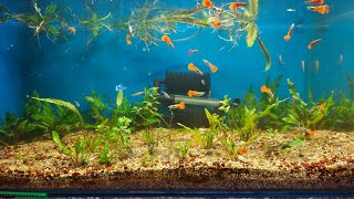 Roxin WRGB planted tank light unboxing [upl. by Flaherty]