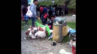 Feria de animales otavalo [upl. by Haidabo]