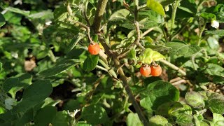 Yellow Nightshade Solanum villosum becoming perennial and fruiting all year in Germany [upl. by Heymann]