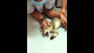 My kitten is getting his temperature taken by the vet Instagram JunnyLovers [upl. by Eidob]