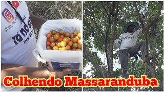 Massaranduba fruta Tamandaré Pernambuco [upl. by Alamac]