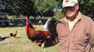 Larry Romero Albany brood stag hand selected [upl. by Wales]