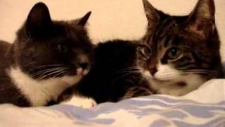 2 Katzen sprechen miteinander [upl. by Anawik]