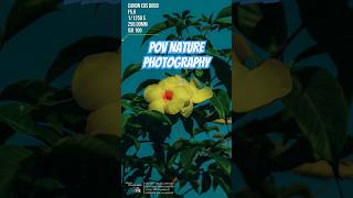 Allamanda cathartica  POV Nature Photography povphotography fotografi nature streetphotography [upl. by Jessy]