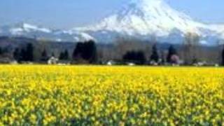 Daffodil Principle Video  Read By Debbie Hayes aka Mrs Motivator [upl. by Neltiac90]