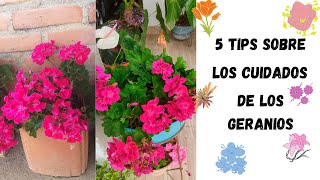 🥰GERANIOS CUIDADOS🥰 Y MANTENIMIENTO ✅5 TIPS [upl. by Enyawad995]