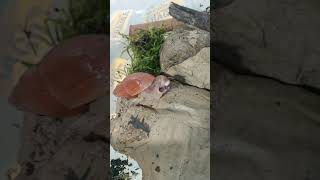 Carnivorous Rosey Wolf Snail Eats Ramshorn Snail [upl. by Greenstein]