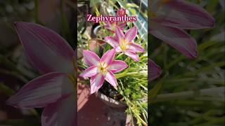 Zephyranthes rainlily o lirios de lluvia 🌷 shorts plantas jardin jardinería flor zephyranthes [upl. by Ilke]