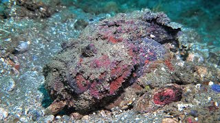 Stone fish Synanceia verrucosa in Ambon  Indonesia  September 2024 4K60fps [upl. by Peugia]