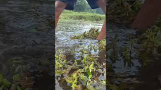 Shorts Fishing Video Big Fishing shorts fish fishing [upl. by Lorie]