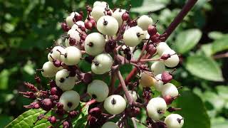 Lets ID redosier dogwood Cornus sericea [upl. by Zachary]