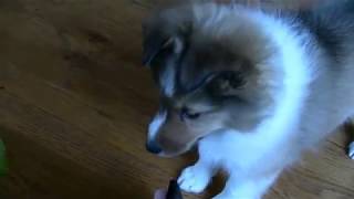 Sheltie Puppy Barks [upl. by Takeo]