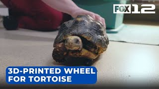 Cookie the tortoise gets 3Dprinted prosthetic wheel from DoveLewis [upl. by Nosle410]