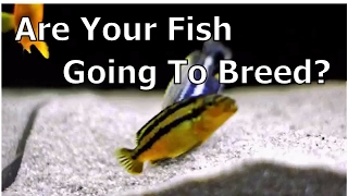 How To Tell If Your Cichlids Will Start Breeding [upl. by Roseanne]