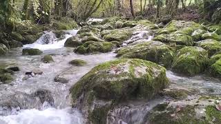 Relax con il rumore dell acqua di un ruscello di bosco [upl. by Brina]