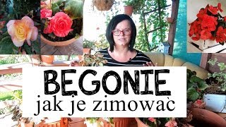 Begonie jak je zimować Jak przechować begonie Begonie uprawa Kwiaty doniczkowe w ogrodzie [upl. by Haraf]